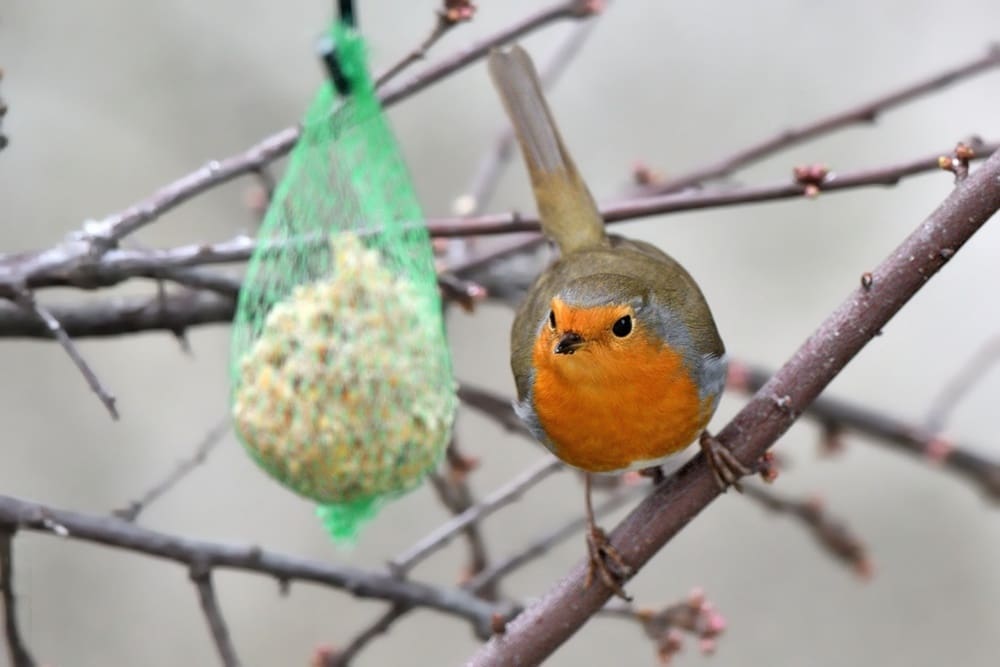 Il Pettirosso e le Bombe di Semi